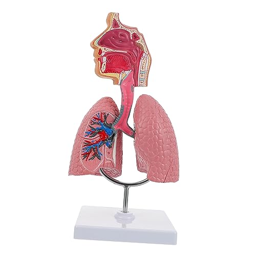 2 Stk Modell des Atmungssystems Lungenmodell Atemwegsmodell Lungen Präsentationsmodell Lungen Unterrichtsmaterial Lungenatmungsmodell spielzeug Tier Werkzeug Puzzle PVC von GLEAVI