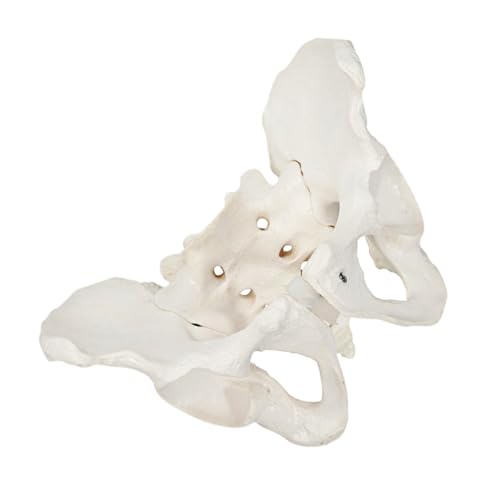 2 Stk weibliches Beckenmodell Männchen Körper flexibles weibliches Becken Mann Modelle Medizinisches Anatomiemodell Beckenmodell trainieren männlich Steißbein Skelett Kind PVC Weiß von GLEAVI