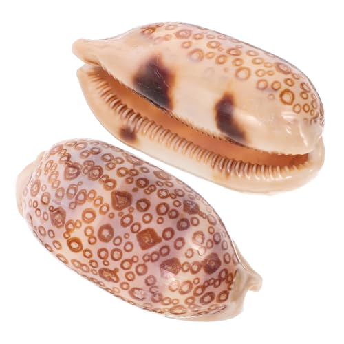 GLEAVI 2 Stück Treasure Snail Fish Tank Dekoration Aquarium Fischtankdekor Dekorationen Für Aquarien Ish Tankdekorationen Fischtankverzierungen Muschel Zufällige Farbe GLEAVI 2 Stück Treasure Snail Fish Tank Dekoration Aquarium Fischtankdekor Dekorationen Für Aquarien Ish Tankdekorationen Fischtankverzierungen Muschel Zufällige Farbe von GLEAVI
