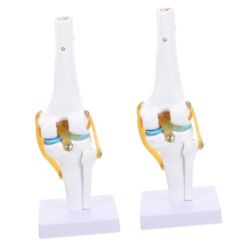 GLEAVI 2st Gemeinsames Modell Kreuzzylinder-optometrie Menschliches Medizinisches Anatomiemodell Modelle Für Den Anatomieunterricht Katzen-ofenhandschuhe Mannequin Pvc Echte Person Band von GLEAVI