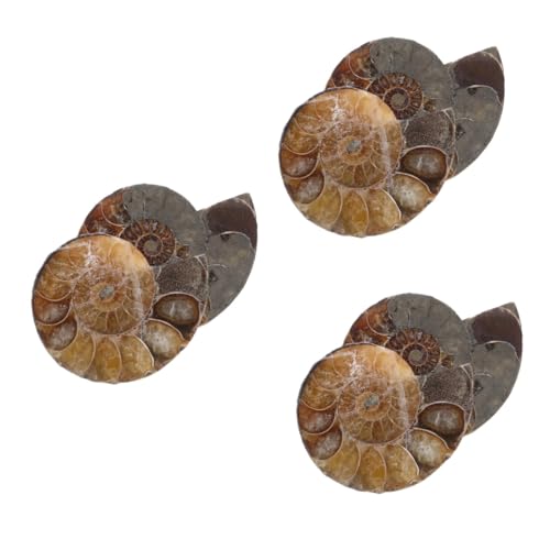 GLEAVI 3 Sätze Fossile Muschel Ammoniten-skulptur Lehrammonitenexemplar Wissenschaftliches Exemplar Ammoniten-modelle Ammoniten-exemplar Natürliches Muschelfossil Dark Brown 2 Stück * 3 GLEAVI 3 Sätze Fossile Muschel Ammoniten-skulptur Lehrammonitenexemplar Wissenschaftliches Exemplar Ammoniten-modelle Ammoniten-exemplar Natürliches Muschelfossil Dark Brown 2 Stück * 3 von GLEAVI