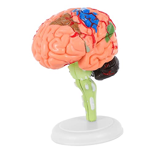 GLEAVI 3 Stk Experimentelle Lehrmedizin Männchen Körper Gehirnspielzeug Gehirnlehrmodell Gehirnmodelle Modell Des Menschlichen Gehirns Menschliches Gehirn Puppe Pvc 3d Puzzle Echte Person von GLEAVI
