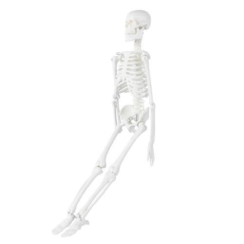GLEAVI 3st Statue Des Menschlichen Skeletts Skelett in Voller Größe Modell Des Menschlichen Körpers Menschliches Skelett Anatomisches Studienmodell Anatomiemodell Abnehmbar Schulmaterial von GLEAVI