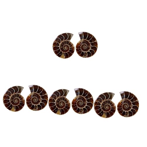 GLEAVI 4 Sätze Ammonit- -marke Versteinert Paläontologie Exemplare Ornamente Fossilien Bürodeko Fossilien Ammonitenschmuck Modell 2 Stück * 4 von GLEAVI