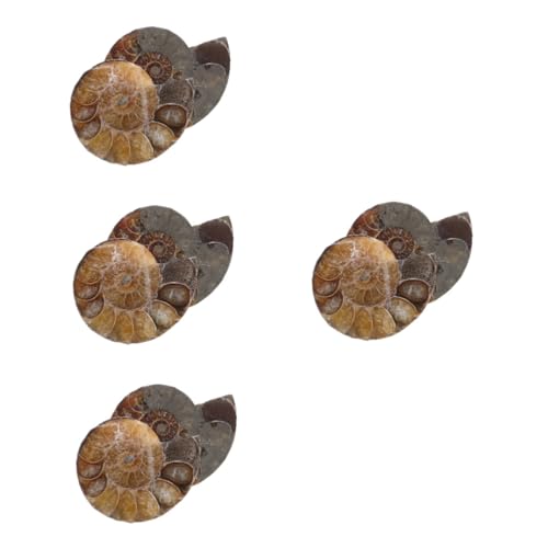 GLEAVI 4 Sätze Fossile Muschel Ammoniten-skulptur Wissenschaftliches Exemplar Ammoniten-modelle Lehrammonitenexemplar Ammoniten-exemplar Natürliches Muschelfossil Dark Brown 2 Stück * 4 von GLEAVI