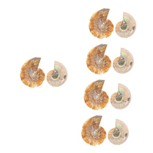 GLEAVI 5 Sätze Ammonit- -marke Fossilien Bürodeko Fossilien Für Hobbyisten Simulation Fossilien Kalanchoe Erwachsene Versteinert Pädagogisches Dekoration 2 Stück * 5 GLEAVI 5 Sätze Ammonit- -marke Fossilien Bürodeko Fossilien Für Hobbyisten Simulation Fossilien Kalanchoe Erwachsene Versteinert Pädagogisches Dekoration 2 Stück * 5 von GLEAVI