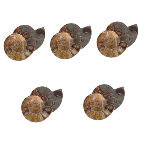 GLEAVI 5 Sätze Conch Ammonitenmodelle Pädagogische Ammonitenprobe Natürliche Seltene Ammoniten Conch Ammonitenskulptur Wissenschaftliche Probenmodelle Schmuck 2 Stück * 5 von GLEAVI
