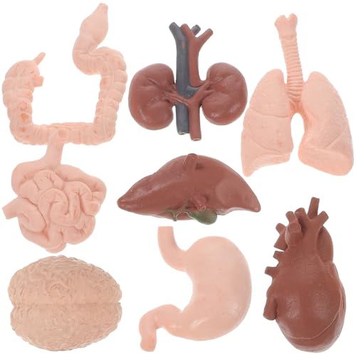 GLEAVI 8 Stück Teiliges Human Organ Modell Anatomisches Lehrmodell für Biologieunterricht Detailgetreue Organe Wie Gehirn Herz Leber Pädagogisches Anatomie Lernspielzeug für von GLEAVI