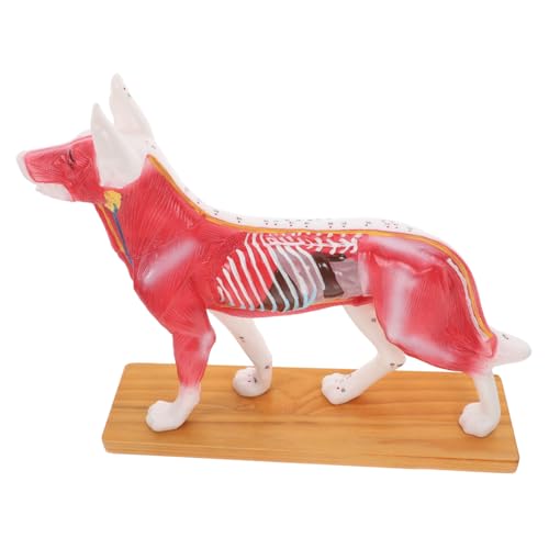 GLEAVI Hundekörpermodell Schülerwerkzeug Pvc Detaillierte Anatomie Zum Lernen und Ausstellen GLEAVI Hundekörpermodell Schülerwerkzeug Pvc Detaillierte Anatomie Zum Lernen und Ausstellen von GLEAVI