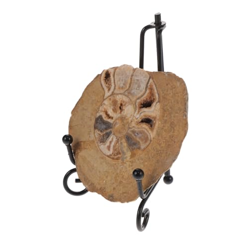 GLEAVI Ammonitenfossil unimate uniqone unikal Ammoniten-Ornament Ammonitenmodelle als Ornament Ammonitenmodelle zur Dekoration Modelle Ornament Ammoniten-Exemplar Ammoniten-Modell von GLEAVI