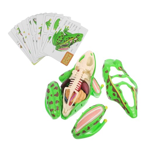GLEAVI Froschmodell Frosch Sezierset Lebensechter Frosch Realistisches Frosch Sezierset Für Frosch Puzzle Frosch Stimulationsfrosch Anatomie Für Frosch Frosch von GLEAVI