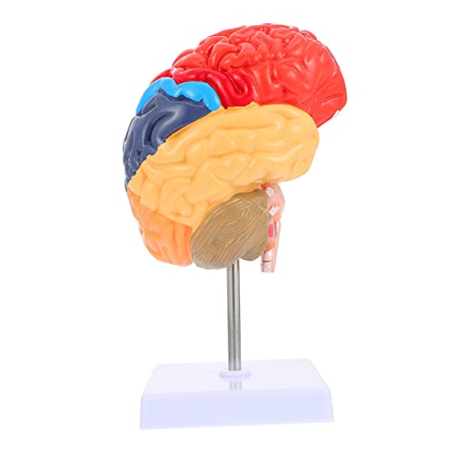 Gehirnlehrmodell school supplies schul sachen schulsachen Gehirnmodell schulmaterial schulbedarf hirnforschung brain model schulzubehör spielzeug echte Person Halterung 3d PVC von GLEAVI
