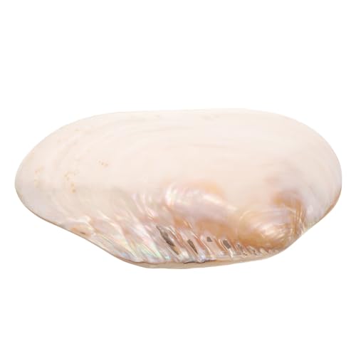 GLEAVI Große Muschelschale Zum Dekorieren Natürliche Muscheln Für Aquarien Und Landschaft Muschelschalen-Ornament Für DIY-schmuck GLEAVI Große Muschelschale Zum Dekorieren Natürliche Muscheln Für Aquarien Und Landschaft Muschelschalen-Ornament Für DIY-schmuck von GLEAVI