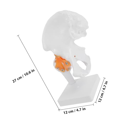 GLEAVI Lebensgroßes Hüftgelenkmodell aus Kunststoff Anatomisches Femur skelett für Medizinische Ausbildung Funktionales Menschliches Hüftknochenmodell Lehrmodell für Orthopädie und von GLEAVI
