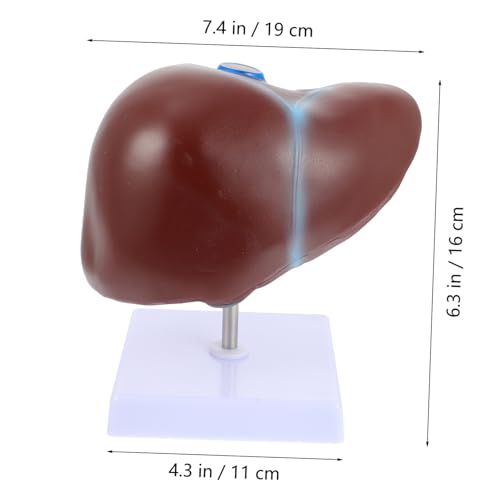 GLEAVI Medizinisches Anatomisches Lebermodell mit Stabilem Sockel Pvc material Realistische Darstellung Menschlicher Leberstruktur Lehrmodell für Medizinische Ausbildung und von GLEAVI