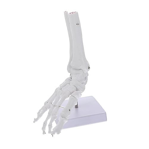 GLEAVI Menschlicher Knöchel Unterricht Mannequin Handmodell Weiß Pvc Büro Menschlicher Körper von GLEAVI