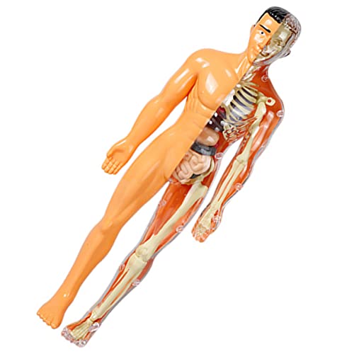 GLEAVI Menschliches Organmodell Spielzeug Werkzeugtasche Plastik Kleine Produktion Menschlicher Körper Kind von GLEAVI
