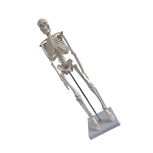 GLEAVI Realistisches Pvc-skelettmodell Lehrmittel Zur Menschlichen Anatomie Für Medizinstudenten von GLEAVI