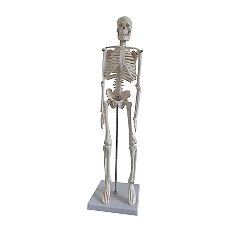 GLEAVI menschliches Skelettmodell waschbare tatsächl activity stabile veranstaltung Beweglich Mannequin Skelettmodell zur Ausstellung Lehrskelettmodell medizinisch Hilfswerkzeug PVC Weiß von GLEAVI