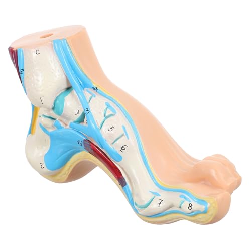 GLEAVI Modell des Fußgelenks Fußgelenkmodell Fußknochenmodell Fußbogenmodell Modelle Klinik Display Fußform Fußgewölbemodell anzeigen menschlicher Körper Schimmel Vinyl von GLEAVI