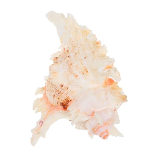 GLEAVI Muschel garnieren Ornament Natürlich Muscheln Muschelschale dekorativ Fischtankdekor Aquarienschmuck Aquariumlandschaftsdekor Zubehör für Aquarien Aquariumdekor Hülse Weiß GLEAVI Muschel garnieren Ornament Natürlich Muscheln Muschelschale dekorativ Fischtankdekor Aquarienschmuck Aquariumlandschaftsdekor Zubehör für Aquarien Aquariumdekor Hülse Weiß von GLEAVI