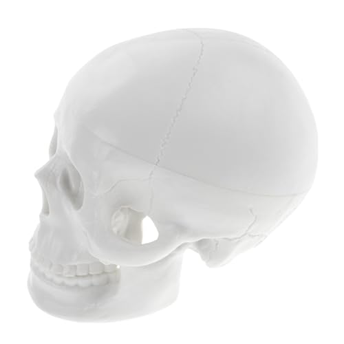 GLEAVI Schädelmodell Dekoration Knochen Party Ornamente klein Kopfmodell Anatomisches Modell Lernmodell Schädel Mini Schädel Modell Anatomiemodell Modell der Schädelanatomie PVC Weiß von GLEAVI