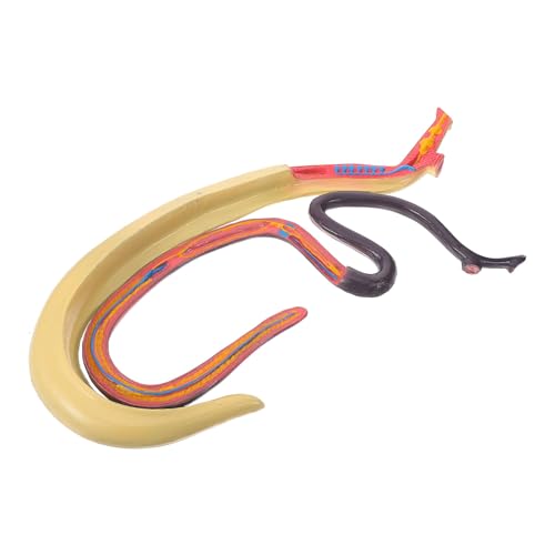 GLEAVI Schistosoma-Modell Tierisches Anatomisches Modell Abnehmbares Blutsaugendes Wurm-Anatomiemodell Biologieunterricht Wissenschaftsmodell Für Den Unterricht Von Medizinstudenten von GLEAVI