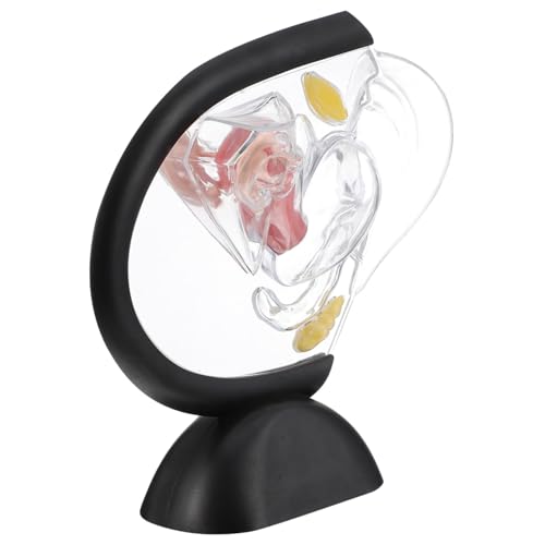 GLEAVI Schaufensterpuppe Transparentes Uterus-modell Modell Der Weiblichen Fortpflanzungsorgane Pathologisches Uterusmodell Pädagogische Ausbildungshilfe Puppe Pvc Medizinisch Replik von GLEAVI
