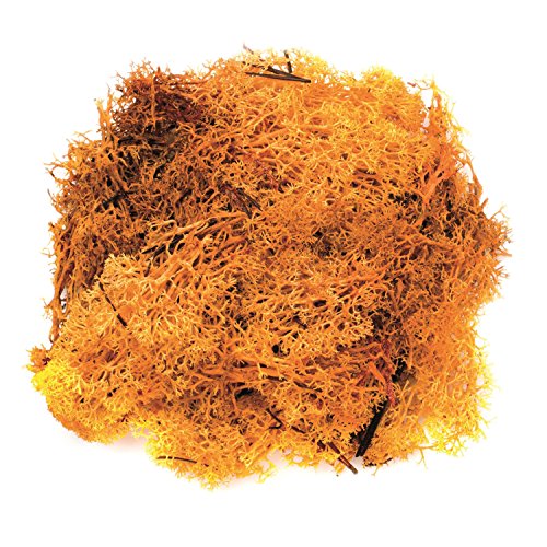 Glorex 6 3803 609 - Islandmoos, 50 g, orange, zum Basteln, Dekorieren, für den Modell- und Krippenbau Glorex 6 3803 609 - Islandmoos, 50 g, orange, zum Basteln, Dekorieren, für den Modell- und Krippenbau von GLOREX