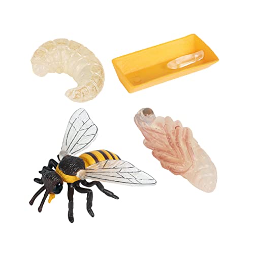 GLSTOY 1Satz Simulation Bienenmodell Teiliges für Realistisches Lernspielzeug zur Erkundung des Lebenszyklus der Honigbiene für Kognitive Entwicklung und Naturverständnis GLSTOY 1Satz Simulation Bienenmodell Teiliges für Realistisches Lernspielzeug zur Erkundung des Lebenszyklus der Honigbiene für Kognitive Entwicklung und Naturverständnis von GLSTOY