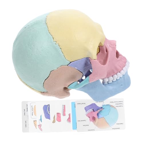 GLSTOY Abnehmbares Menschliches Schädelmodell 4d-Spielzeug Für Jungen Und Mädchen Schädel-bausatz GLSTOY Abnehmbares Menschliches Schädelmodell 4d-Spielzeug Für Jungen Und Mädchen Schädel-bausatz von GLSTOY