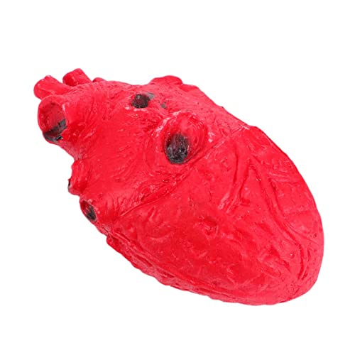 GLSTOY Wunden Halloween Halloween Fake Herz Requisite Realistische Herz Dekoration Für Gruselige Halloween Partys Und Spukhäuser Ideal Für Halloween Dekoration Und Thematische Events GLSTOY Wunden Halloween Halloween Fake Herz Requisite Realistische Herz Dekoration Für Gruselige Halloween Partys Und Spukhäuser Ideal Für Halloween Dekoration Und Thematische Events von GLSTOY