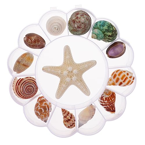 GOOHOCHY Aquarien-Dekoration Mit Natürlichen Muscheln Seestern-und Muschelornament DIY-zubehör Für Aquarium-landschaftsdekor GOOHOCHY Aquarien-Dekoration Mit Natürlichen Muscheln Seestern-und Muschelornament DIY-zubehör Für Aquarium-landschaftsdekor von GOOHOCHY