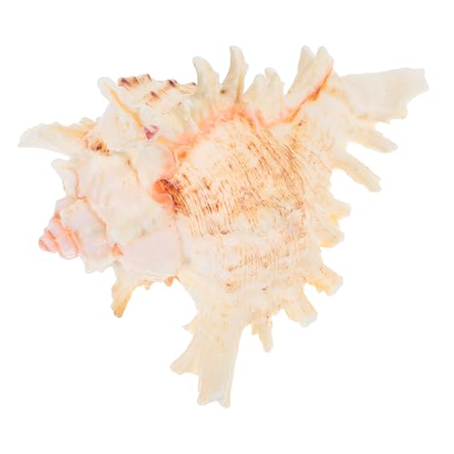 GOOHOCHY Natürliche Conch Schneckenhaus Dekoration Aquarium Unregelmäßige Form Langlebiges Aquarium Zubehör Fischbehälter Gestaltung GOOHOCHY Natürliche Conch Schneckenhaus Dekoration Aquarium Unregelmäßige Form Langlebiges Aquarium Zubehör Fischbehälter Gestaltung von GOOHOCHY