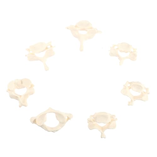 GRADENEVE Lebensgroßes Halswirbelsäulenmodell aus Bruchsicherem PVC Realistisches Anatomisches Modell zur Patientenschulung und Unterricht Detailliertes Flexibles Wirbelsäulenmodell für von GRADENEVE