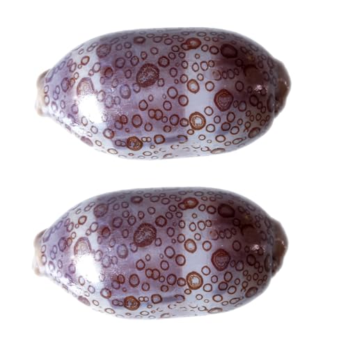 GRIRIW 2 Stück Cowrie Muscheln Dekorationen für Aquarien Heimdekoration Nautische Strand Deko für Kreative Bastelprojekte Leichte Tragbare Accessoires Farben Zufällig Zufällige Farbe von GRIRIW