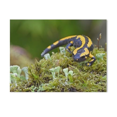 1000 Stück Puzzle，Feuersalamander，Erwachsene Kinder Papier Spielzeug Lernspiel（38x26cm）-AC73 von GSBRSNTS