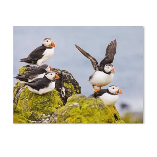 1000 Stück Puzzle，Gruppe Papageientaucher，Erwachsene Papier Puzzles, Kinder Entdecken Sie Kreativität Wandkunst Dekor Spielzeug（50x70cm）-AB40 von GSBRSNTS