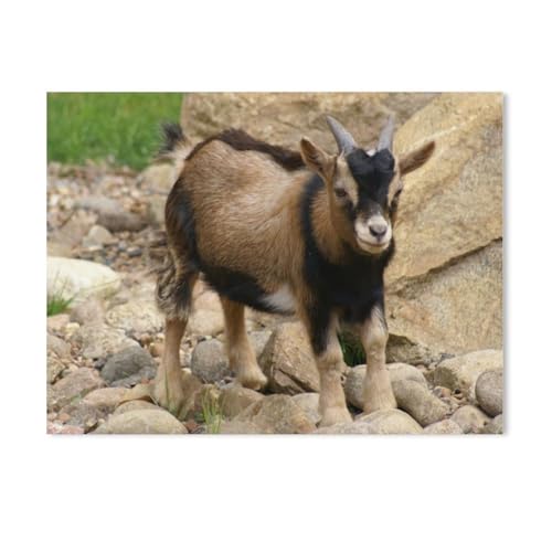 Braunes Zwergziegen Baby，Puzzles für Erwachsene 1000 Teile, Klassische Puzzle Puzzle Schwierig für Erwachsene Teenager Freizeit Spaß Spiel Spielzeug （38x26cm）-AE62 von GSBRSNTS