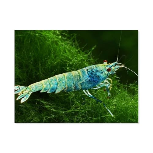 Caridina cantonensis - Blue Bolt，1000 Piece Puzzles Für Kid Adult Toy Geschenk DIY Game（38x26cm）-AH73 von GSBRSNTS