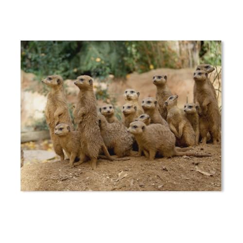 Erdmännchen，Puzzles 1000 Teile für Erwachsene, Klassische Puzzle Kinder Puzzle Herausfordernde Und Schwierige Rätsel für Erwachsene Und Jugendliche（50x70cm）-AD86 von GSBRSNTS