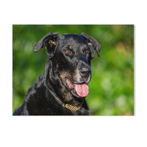 Erwachsene und Kinder Puzzle 1000 Teile Puzzle，Beauceron，einfaches Puzzlespiel Rollenpuzzle Lernspiel Spielzeug Familie Dekoration（75x50cm）-Z66 von GSBRSNTS