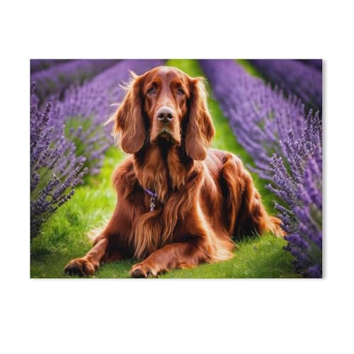 Holz Puzzle 1000 Stück，Irish Setter im Lavendelfeld，Puzzles Lernspielzeug Für Erwachsene Geburtstagsgeschenk（75x50cm）-AE91 von GSBRSNTS