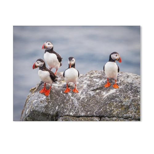 Holz Puzzle Puzzle 1000 Stück，Papageientaucher in ihrer natürlichen Umgebung，Puzzles Lernspielzeug Für Erwachsene Geburtstagsgeschenk Home Decoration（75x50cm）-AC87 von GSBRSNTS
