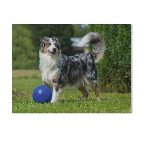 Papier Jigsaw Puzzle 1000 Stück，Australian Shepherd，Erwachsene Kinder Spielzeug Dekompressionsspiel（38x26cm）-AE16 von GSBRSNTS