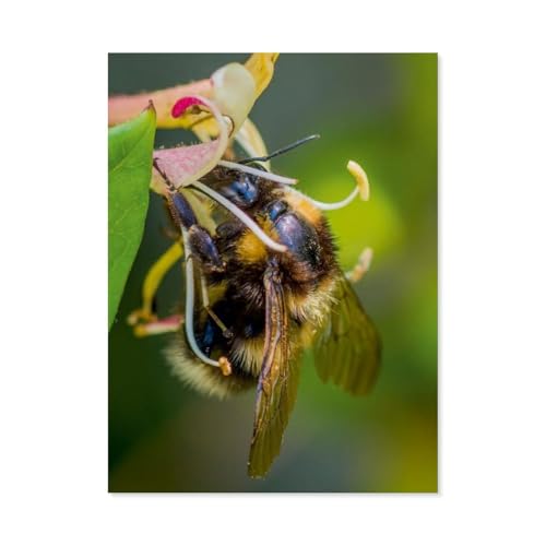 Puzzle 1000 Stück，Hummel auf Geißblatt，Papier Adult Toys Dekompression Spiel（50x70cm）-AB23 von GSBRSNTS