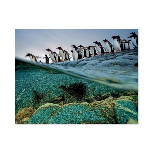 Puzzle 1000 Teile，Gentoo Penguins，Papier Kinder Wiedergeboren Dekompressionsspiel（38x26cm）-C39 von GSBRSNTS