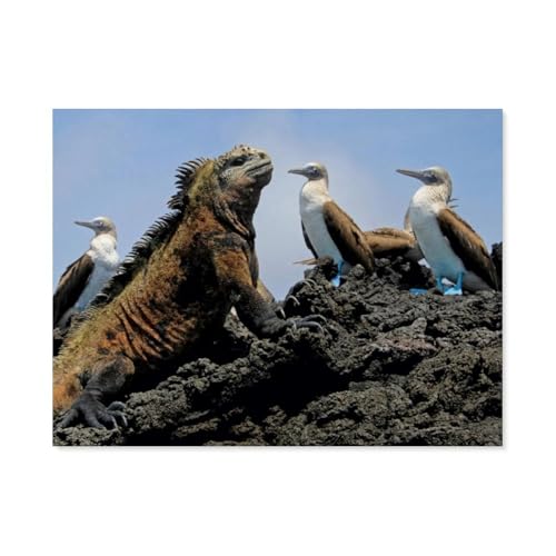 Puzzle 1000 Teile Erwachsene Puzzle Papier Puzzle Klassisches 3D Puzzle，Meerechse & Blaufusstölpel, Galapagos, Ecuador，DIY Collectibles Moderne Wohnkultur（50x70cm）-G29 von GSBRSNTS
