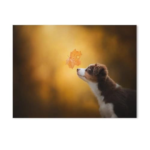 Puzzle 1000 Teile für Erwachsene，Australian Shepherd Niedlich Haustier Hund Tier， Teenager Jungen Mädchen Puzzle DIY Moderne Wohnkultur Einzigartiges Geschenk Intellektuelles Spiel（38x26cm）-H9 von GSBRSNTS