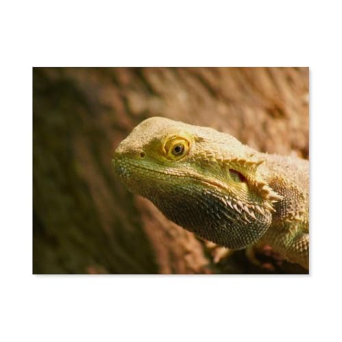 Puzzle 1000 Teile für Erwachsene，Bartagame，Klassische Puzzle Teenager Jungen Mädchen Puzzle DIY Moderne Wohnkultur Einzigartiges Geschenk Intellektuelles Spiel（50x70cm）-AH52 von GSBRSNTS